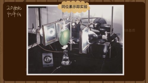 光合作用的原理 農諺里的智慧