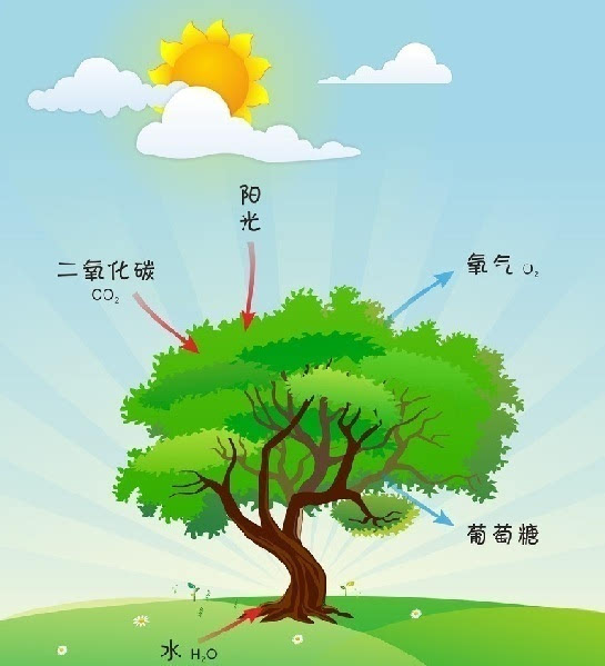 二氧化碳濃度增加會強(qiáng)化植物光合作用