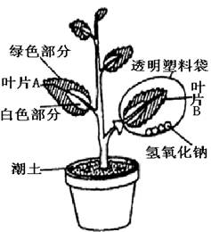 為探究綠色植物進(jìn)行光合作用的條件,某同學(xué)選擇一種盆栽的 銀心 黃楊作為實(shí)驗(yàn)材料,該植物葉片的綠色部
