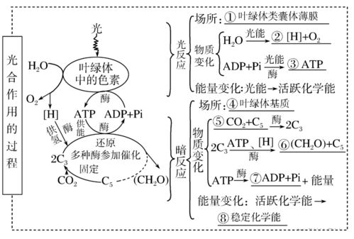 高考生物一輪復(fù)習(xí) 分子與細(xì)胞思維導(dǎo)圖專題匯總匯總