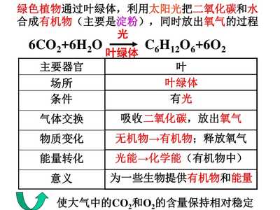 植物的光合作用與呼吸作用