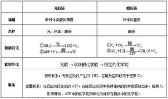 光合作用的原理、過程與應(yīng)用